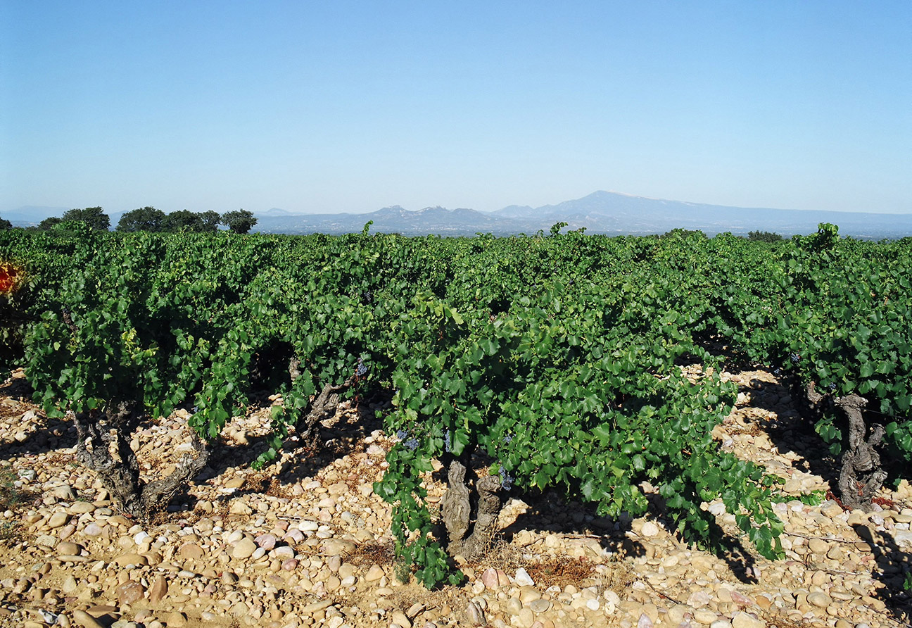Clos des Papes	