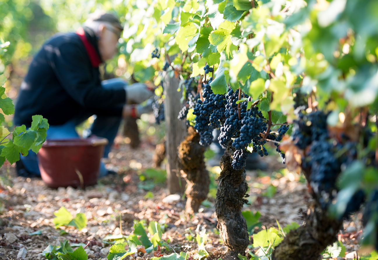 Domaine Duroché	