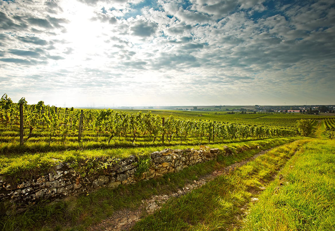 Weingut Wittmann