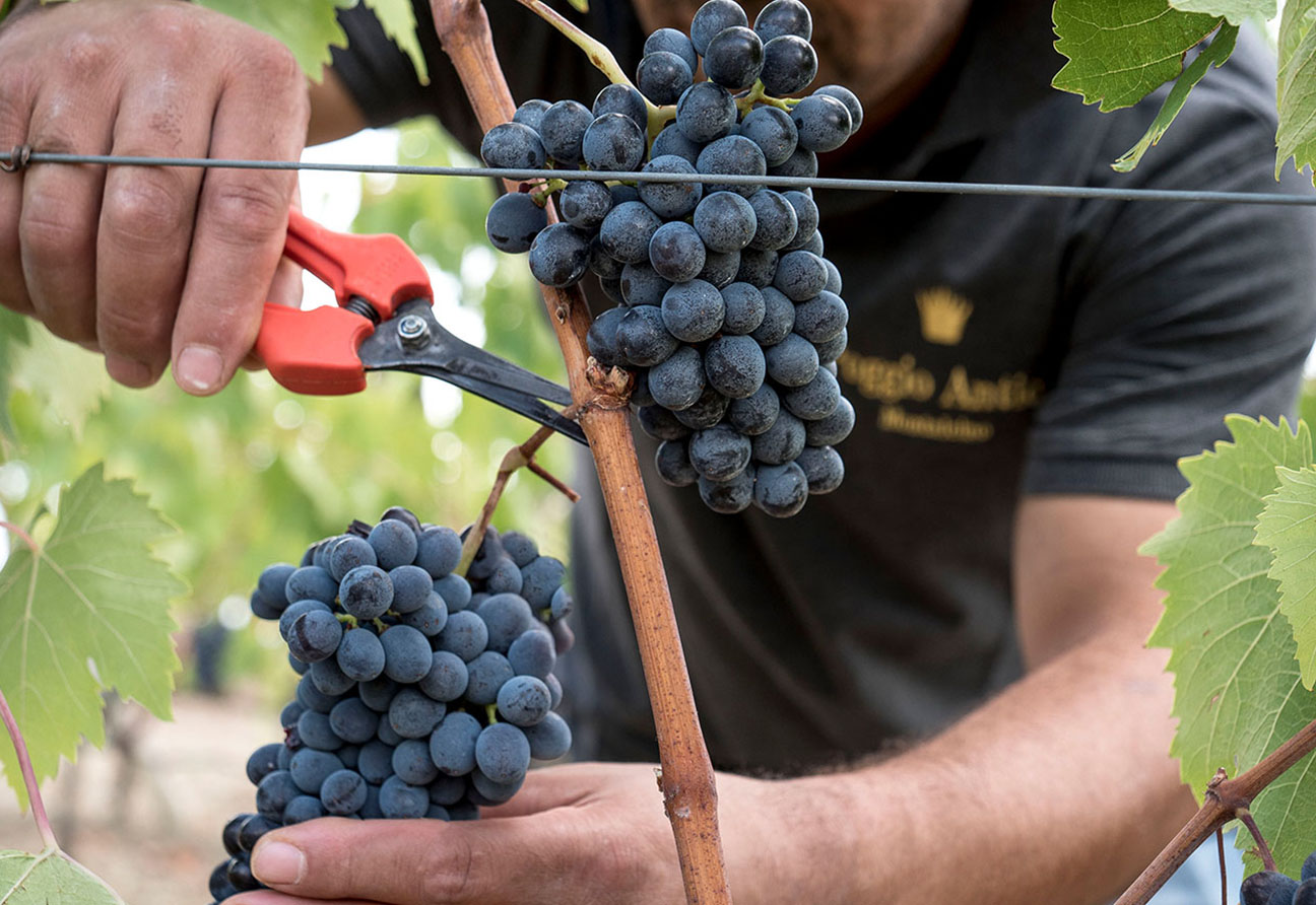 Poggio Antico