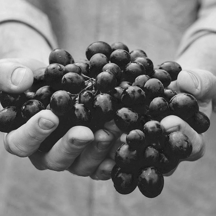 Domaine Prieuré Roch